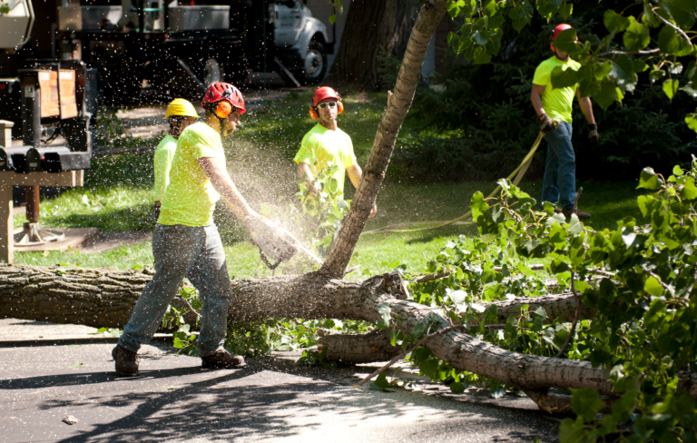 Top Affordable Tree Service Providers: Ensuring Quality Care for Your Trees
